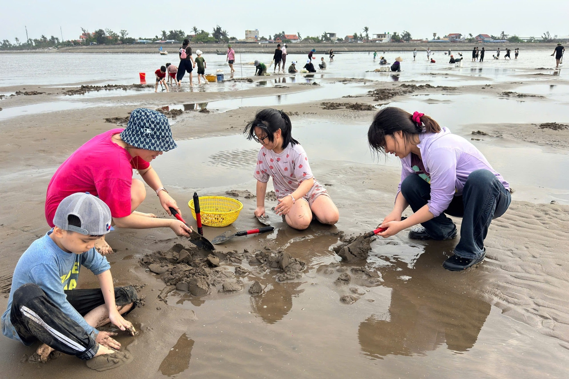 Hàng trăm người miệt mài đào ngao trên bãi cát ở Hải Phòng