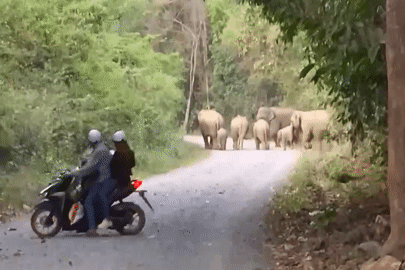 Clip chạm mặt 7 con voi rừng xuất hiện gần khu dân cư