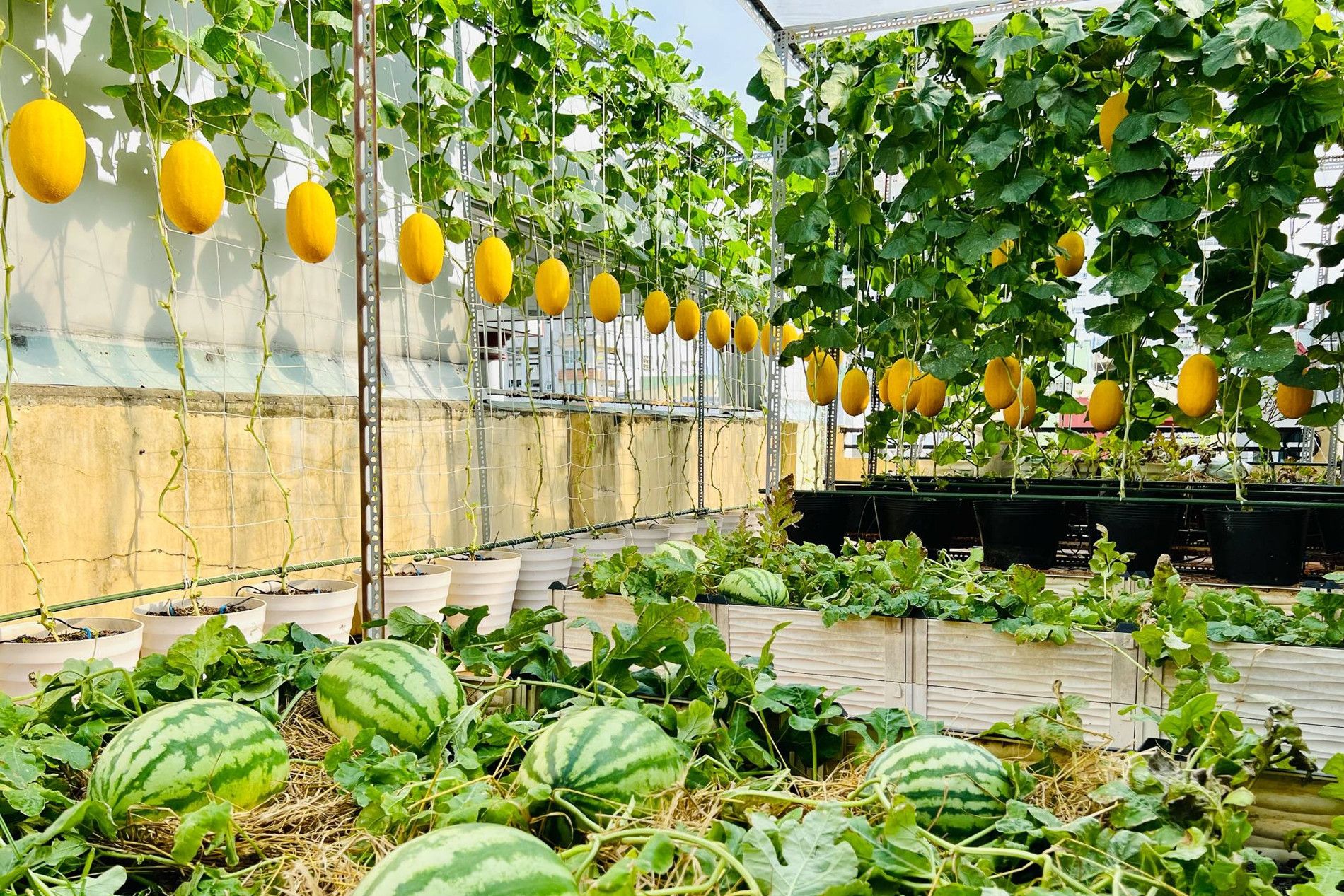 Làm vườn dưa 50m2 trên sân thượng, gia chủ ở TPHCM bội thu vài tạ trái mỗi mùa