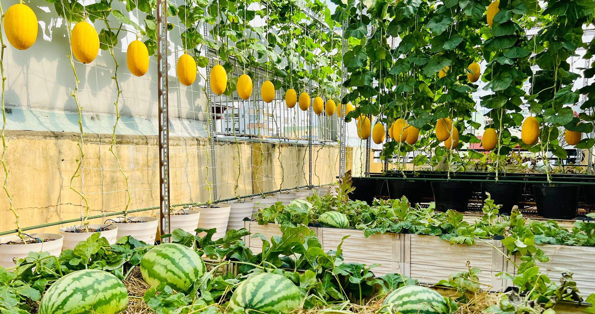 Làm vườn dưa 50m2 trên sân thượng, gia chủ ở TPHCM bội thu vài tạ trái mỗi mùa