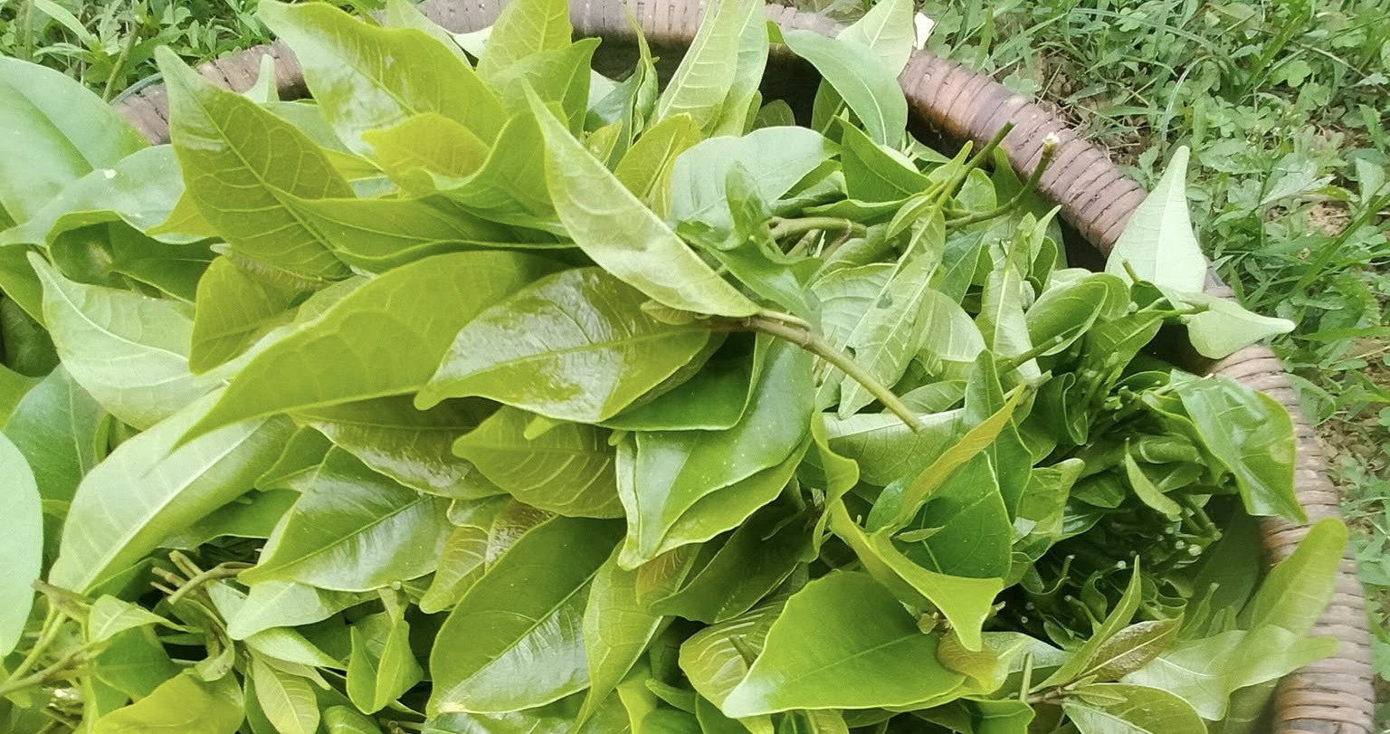 Rau đặc sản ở Hòa Bình càng hái càng mọc, vị ngọt bùi, ăn lạ miệng