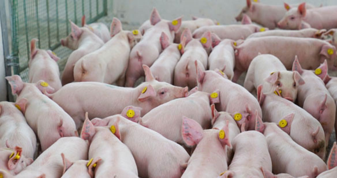 trang trai 3 87652.jpg