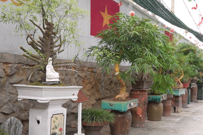9x Bắc Giang biến tre thành kiệt tác bonsai khiến giới cây cảnh mê mẩn