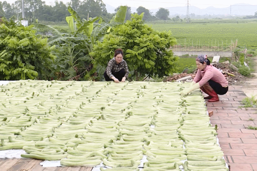 Đặc sản Bắc Ninh trắng, giòn sần sật, chế biến được nhiều món ngon