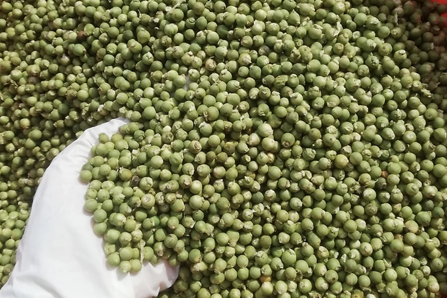 Giá xuất khẩu một loại hạt của Việt Nam tăng 1.300%, chợ bán 1,6 triệu đồng/kg