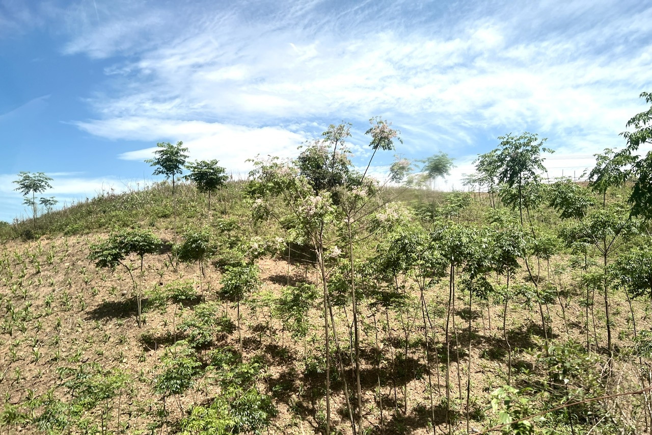 Công ty lâm nghiệp miền núi vượt khó để rừng phát triển bền vững