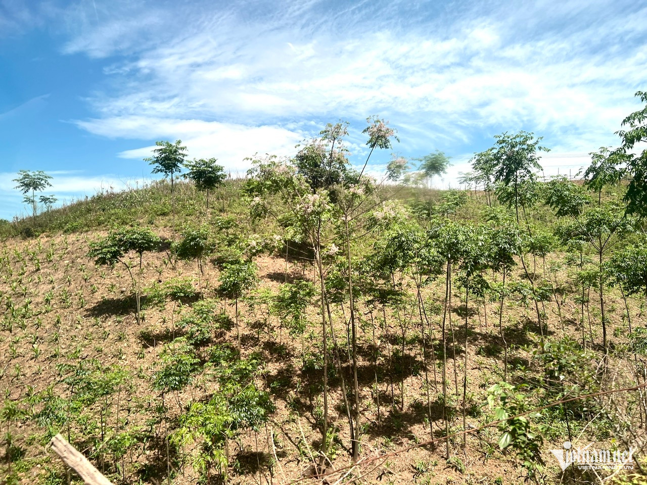 W-Phat trien rung ben vung.jpg