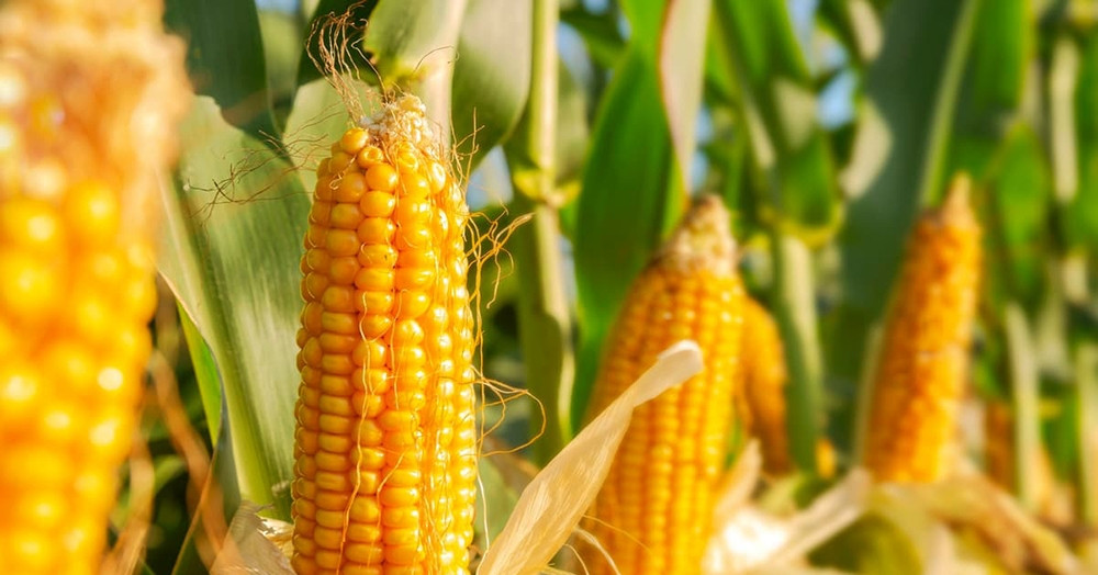 Ngô không chỉ để ăn mà còn tác dụng không ngờ đến tuổi thọ pin điện