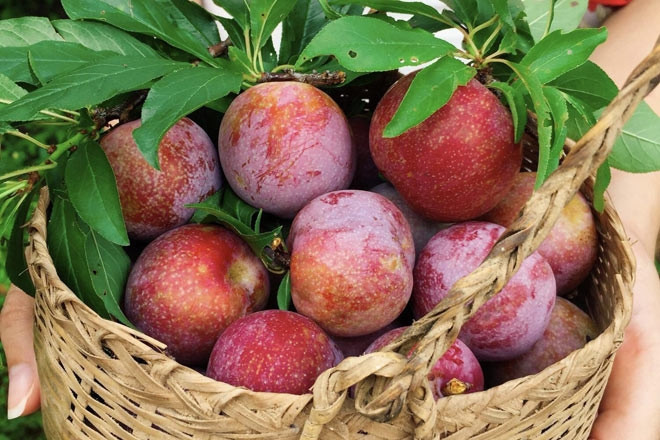 Quả mận dập của mẹ là món quà vặt ngon nhất trần đời