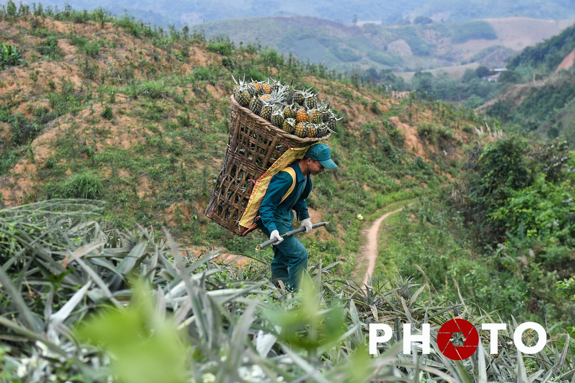 Xây nhà máy dứa ở huyện vùng cao nghèo nhất nước