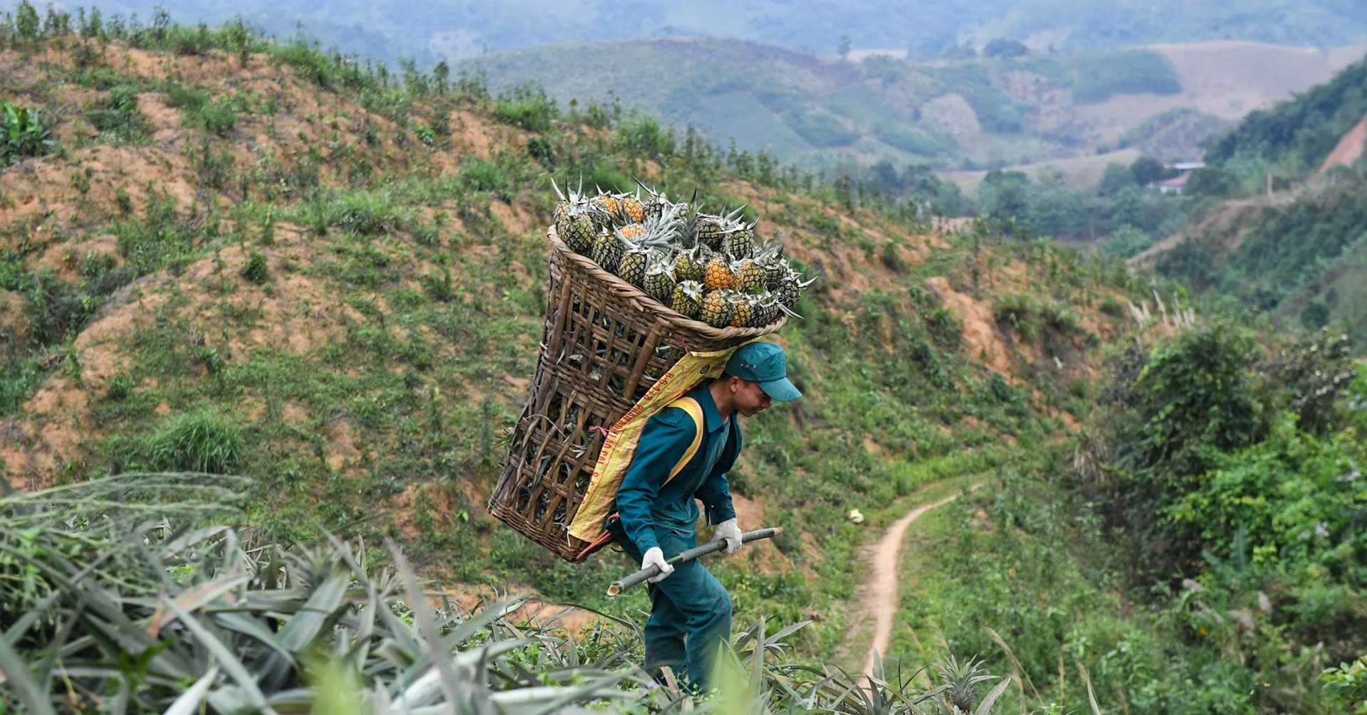 Mạo hiểm xây nhà máy dứa ở huyện vùng cao nghèo nhất nước