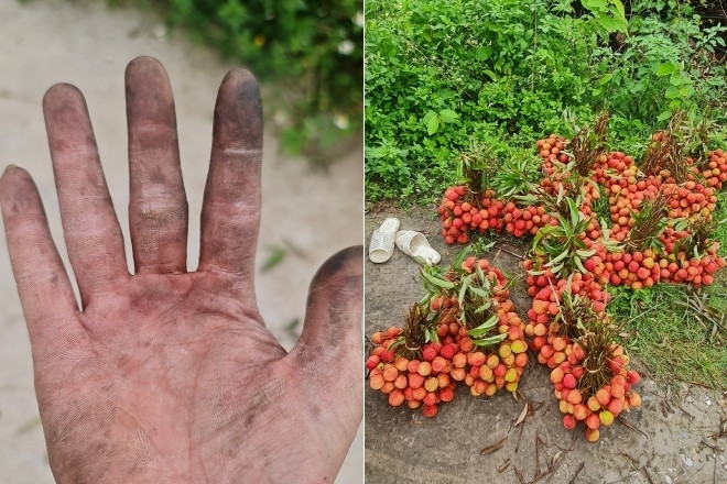 Chàng trai Hải Phòng khoe đôi tay đen sì vì bẻ vải, có ngày thu hoạch vài tạ