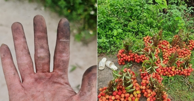 Chàng trai Hải Phòng khoe đôi tay đen sì vì bẻ vải, có ngày thu hoạch vài tạ