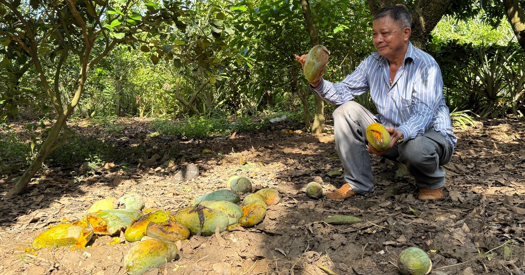 Giá xoài chỉ 1.000 -1500 đồng/kg, nông dân lỗ nặng vì thương lái "lật kèo"