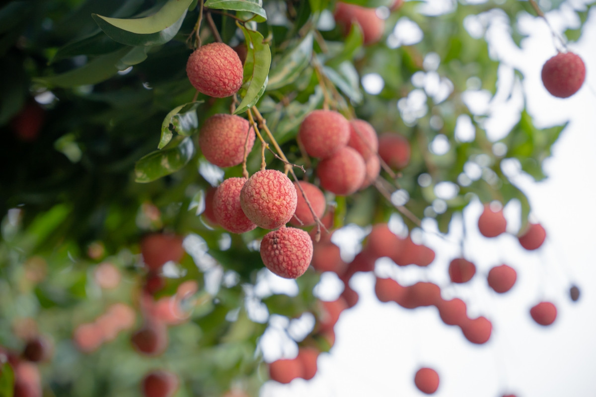 Cấp cứu 2 người bị gãy 5 xương sườn, lún xẹp đốt sống vì tai nạn khi hái vải