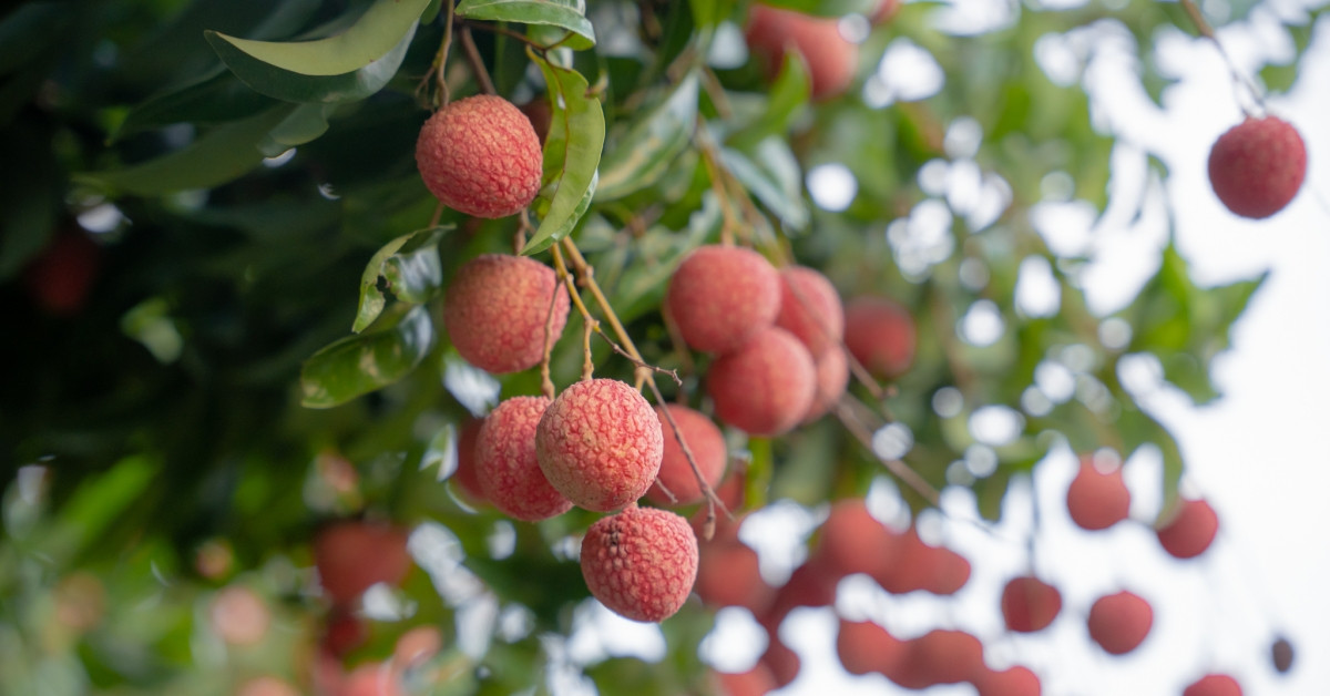 Cấp cứu 2 người bị gãy 5 xương sườn, lún xẹp đốt sống vì tai nạn khi hái vải