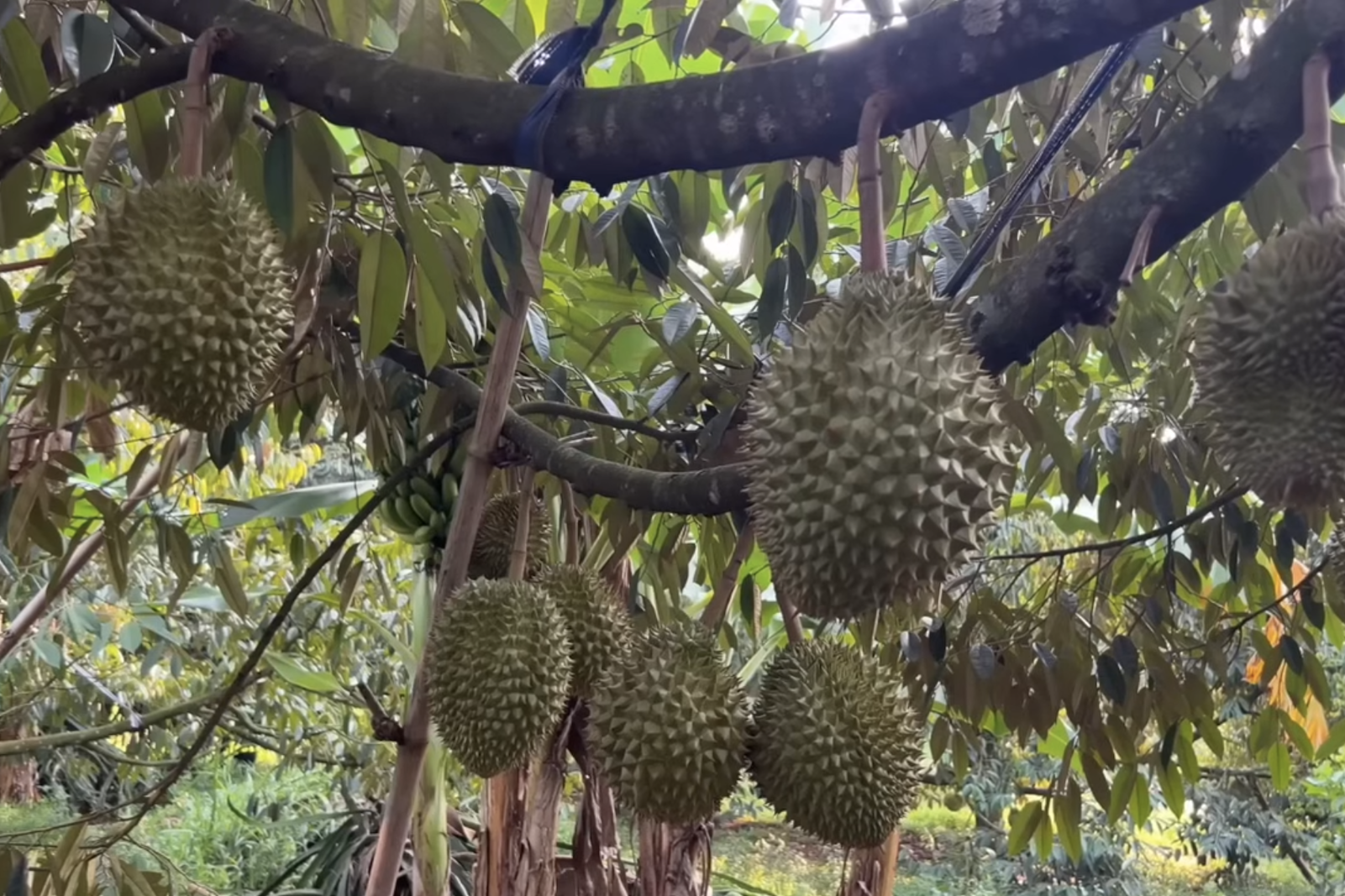 Đảm bảo khả năng truy xuất nguồn gốc đến từng sản phẩm