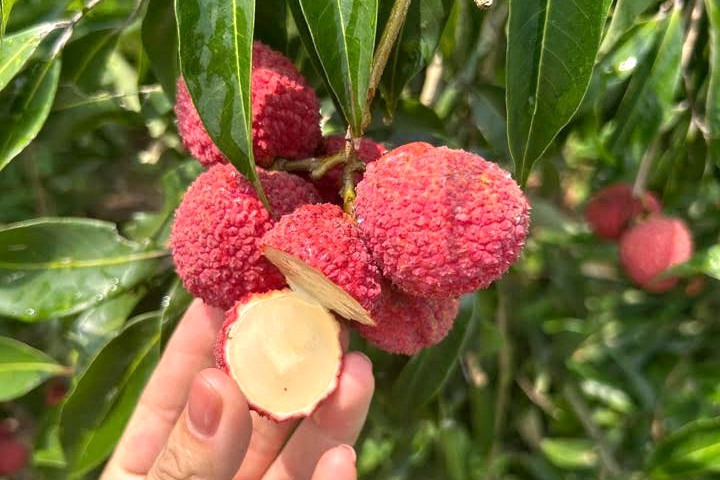 Vải thiều Trung Quốc đổ bộ chợ Việt, giá 700.000 đồng/kg