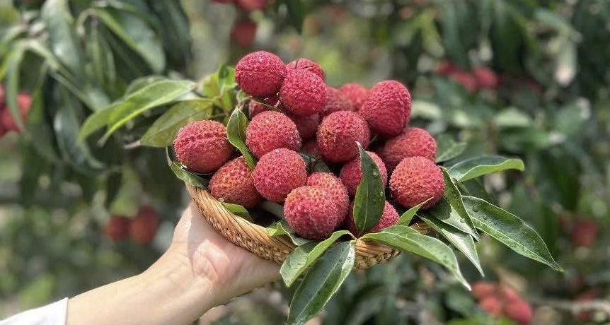 Vải thiều Trung Quốc đổ bộ chợ Việt, giá 700.000 đồng/kg