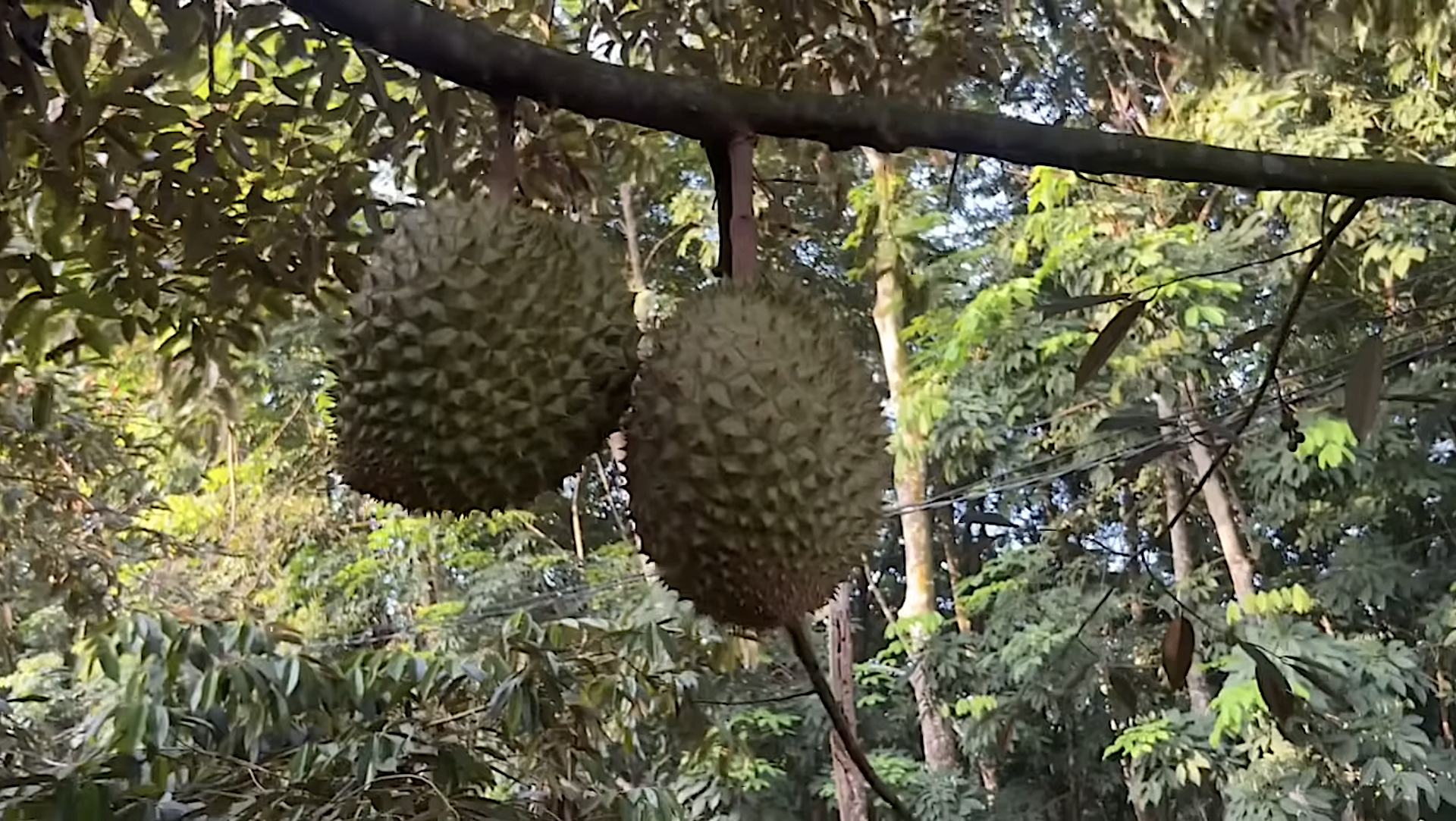 Thông tin mới nhất về cấp mã số vùng trồng, cơ sở đóng gói sầu riêng xuất chính ngạch sang Trung Quốc