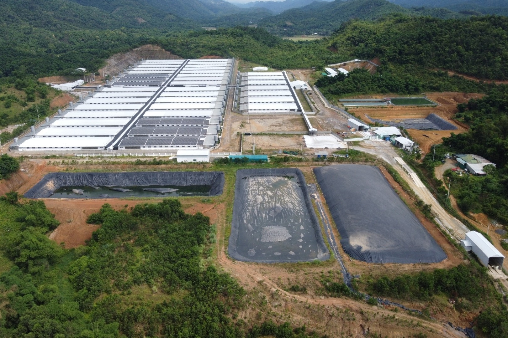 Trang trại lợn ở Thanh Hóa tiếp tục phát tán mùi hôi thối dù có cấp phép
