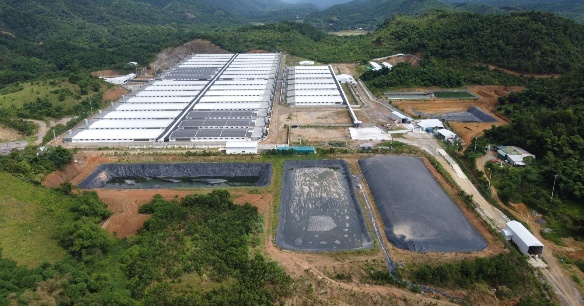 Trang trại lợn ở Thanh Hóa tiếp tục phát tán mùi hôi thối dù có cấp phép
