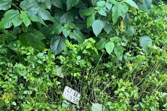 Bản tin cuối ngày 11/6: Phát hiện 2 thanh niên tử vong trong bụi rậm ven đường