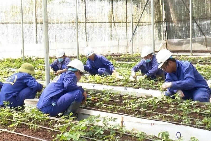 Diễn biến mới vụ cấp mã số vùng trồng sâm Ngọc Linh đối với công ty rượu ở Kon Tum