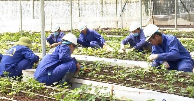 Diễn biến mới vụ cấp mã số vùng trồng sâm Ngọc Linh đối với công ty rượu ở Kon Tum