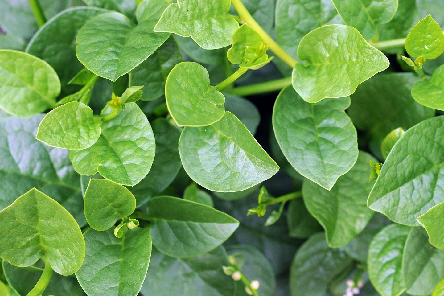 Điều gì xảy ra với sức khỏe khi bạn ăn rau mồng tơi hằng ngày?