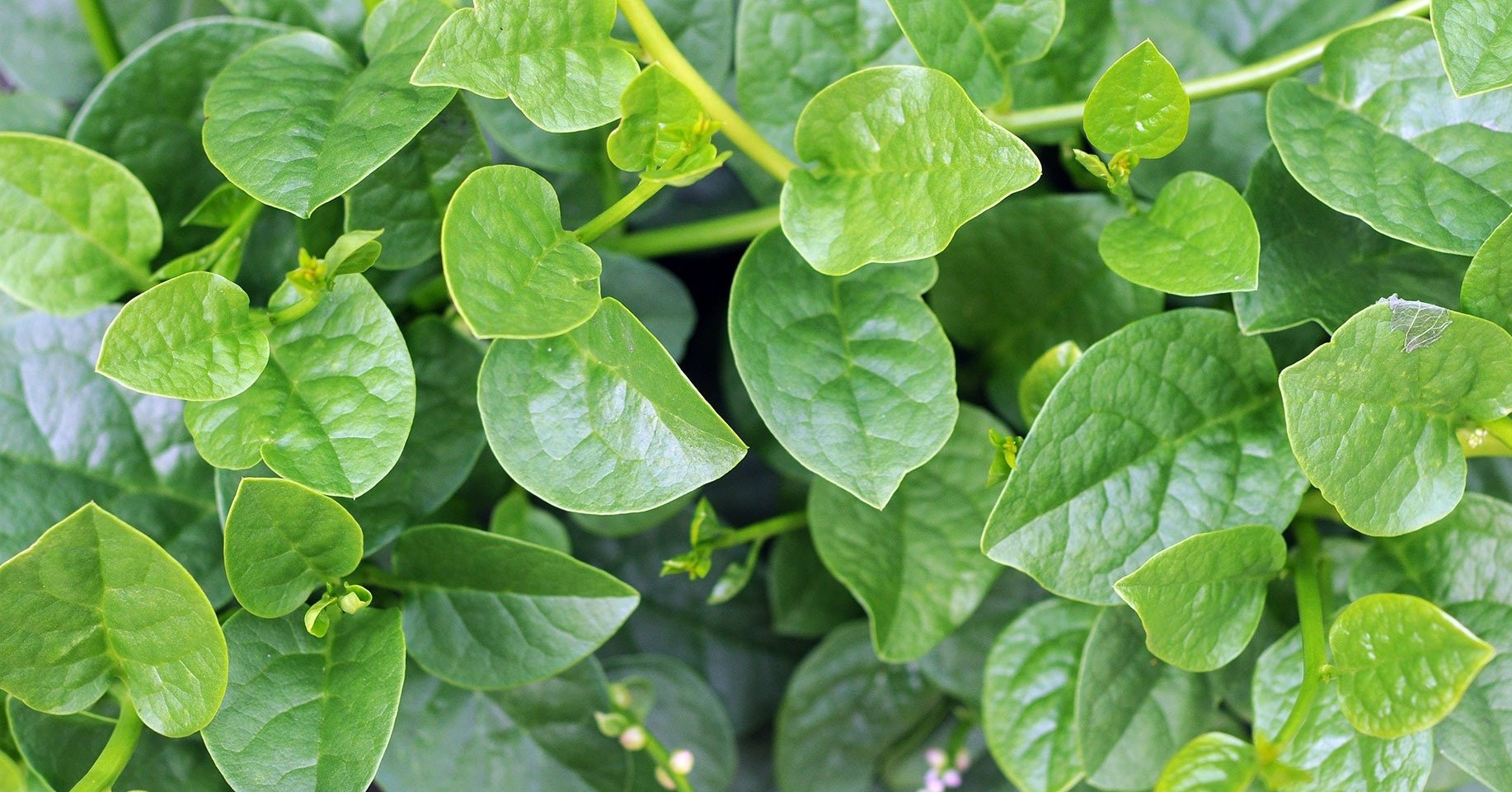 Điều gì xảy ra với sức khỏe khi bạn ăn rau mồng tơi hằng ngày?