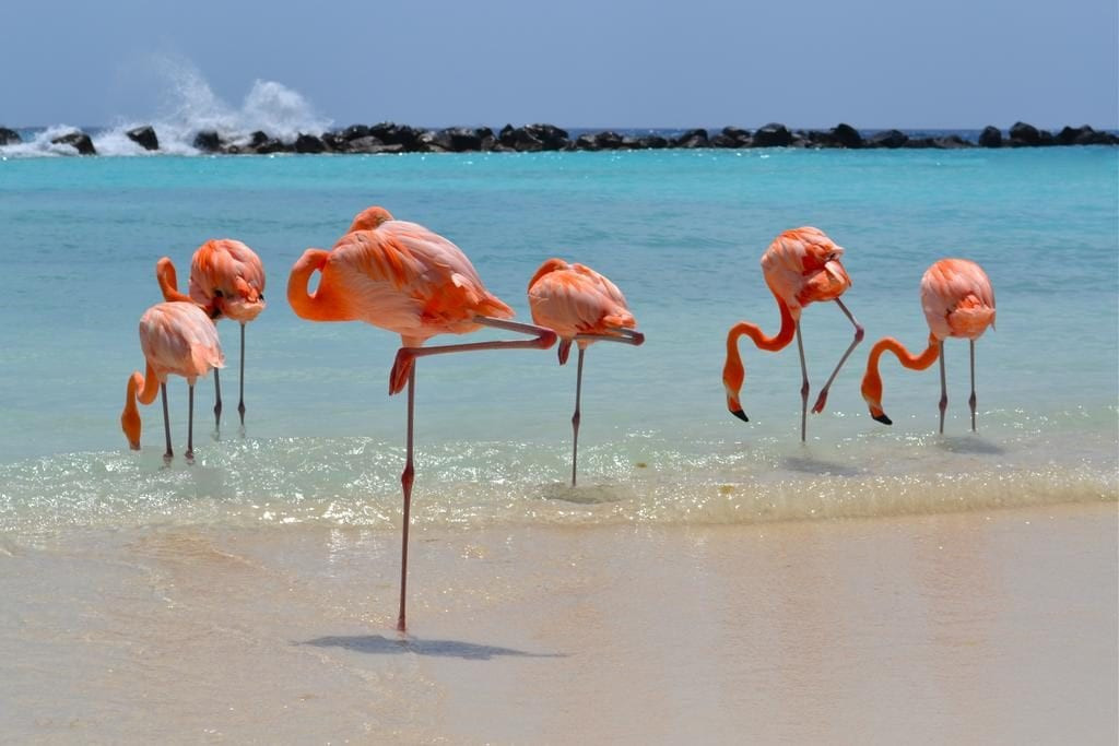 Flamingos in Aruba ABC Islands 1024x683.jpg