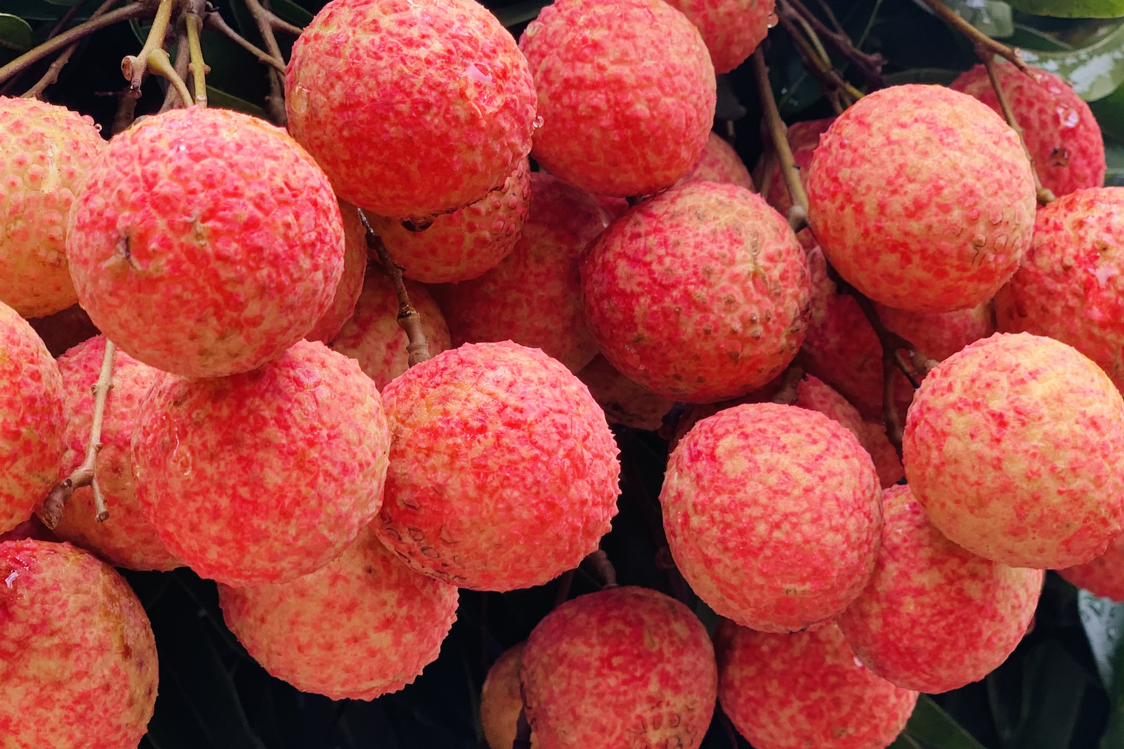 Thương nhân Trung Quốc đến Bắc Giang mua 4.000 tấn vải thiều chỉ trong 10 ngày