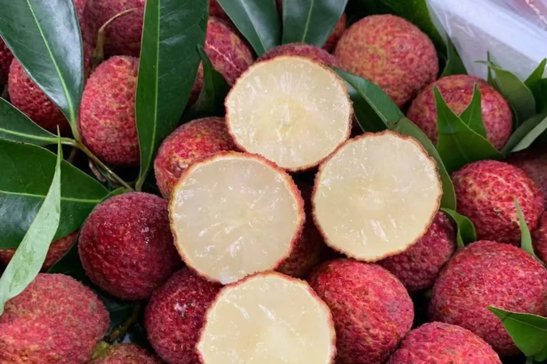 Vải Trung Quốc được trồng như thế nào mà về Việt Nam giá 700.000 đồng/kg?