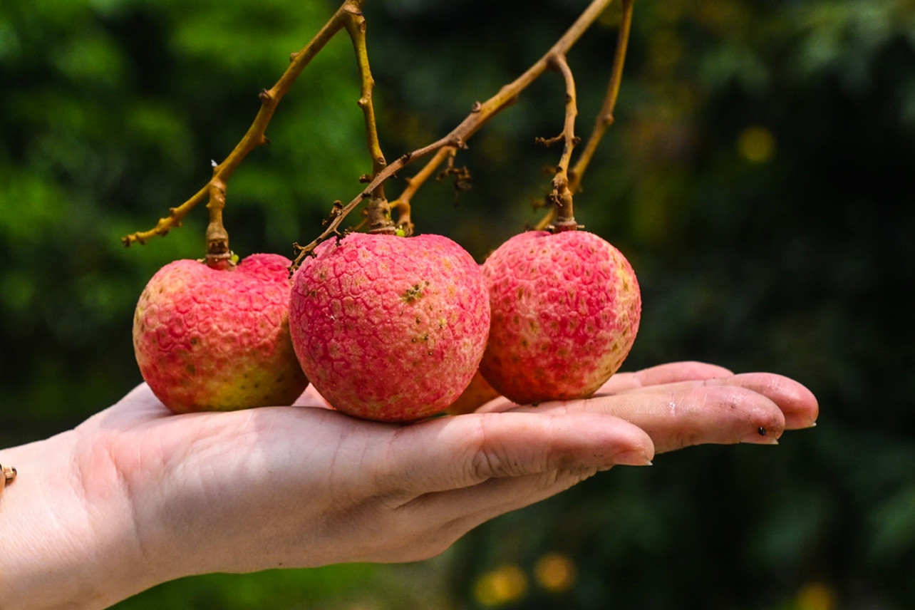 Giá vải thiều Việt Nam có loại đến 600 nghìn đồng/kg, Trung Quốc đứng số 1 về sản lượng