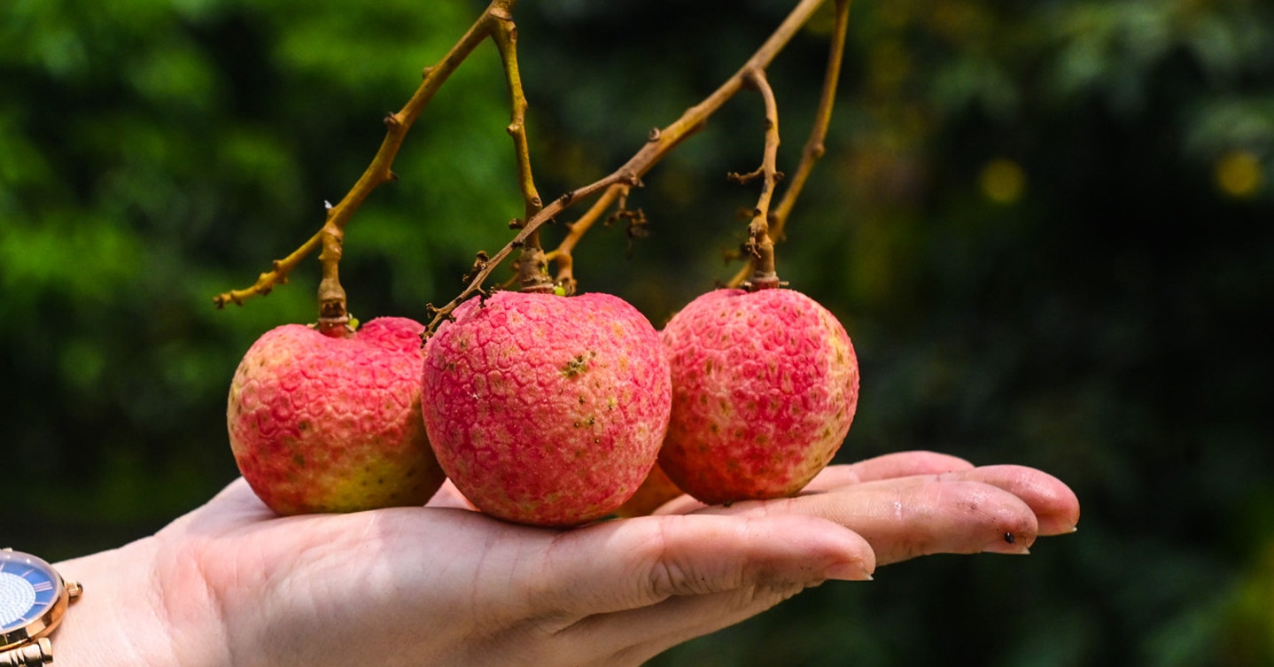 Giá vải thiều Việt Nam có loại đến 600 nghìn đồng/kg, Trung Quốc đứng số 1 về sản lượng