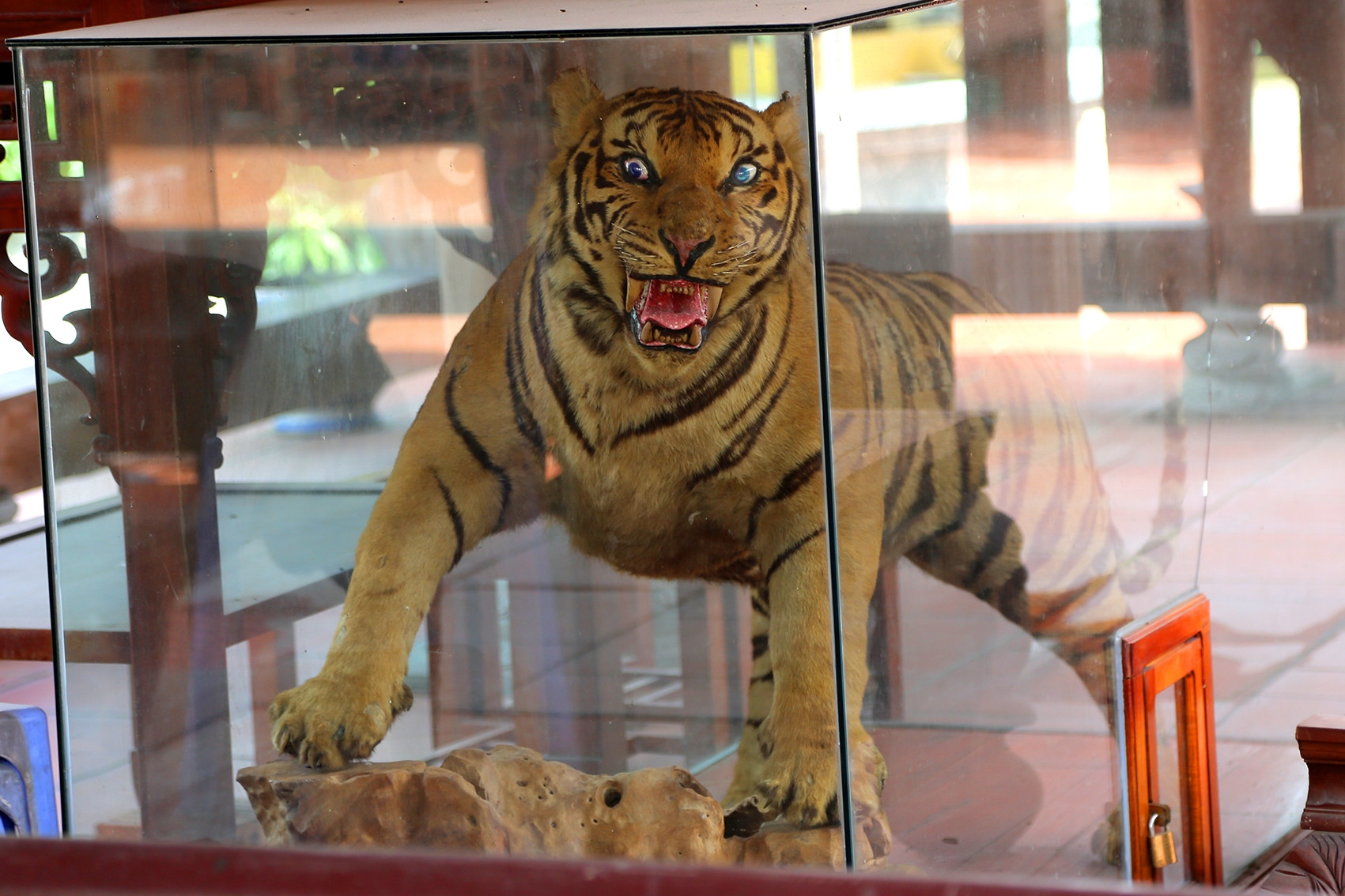 Ngôi chùa nằm giữa cánh đồng thờ hai 'ông Hổ' ở xã đảo tại Quảng Ninh