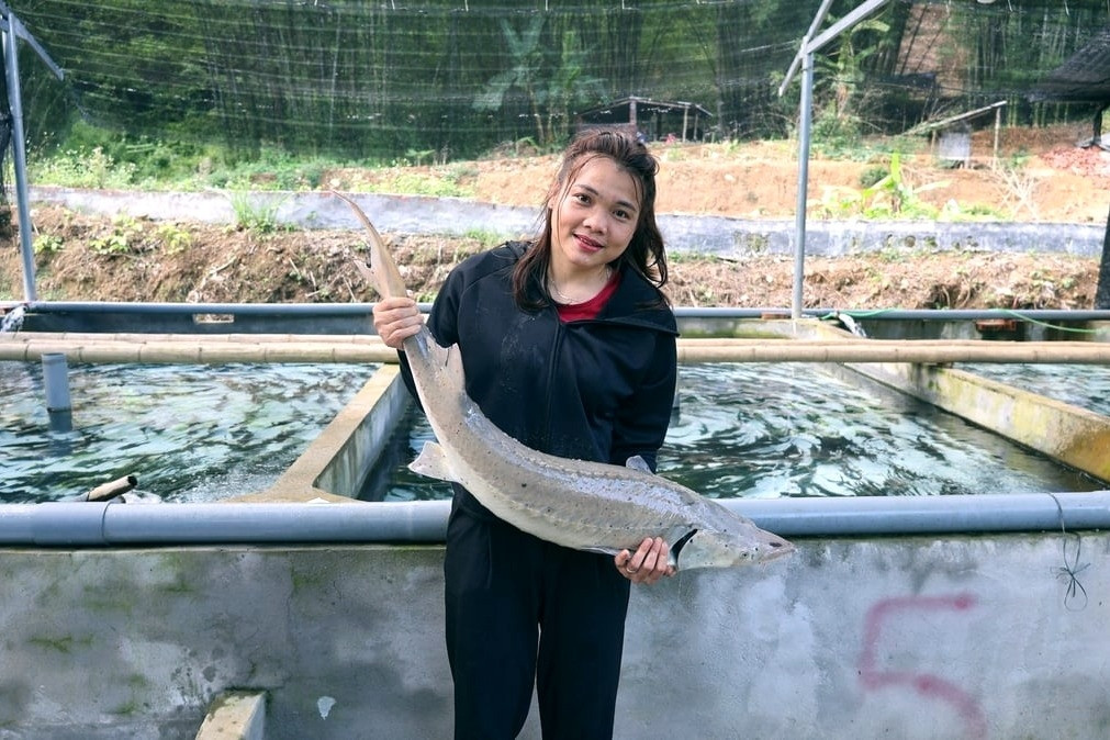 Cô gái Mường thu tiền tỷ nhờ nuôi cá ‘quý tộc’ trên đỉnh núi