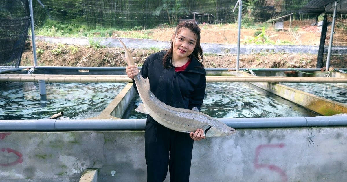 Cô gái Mường thu tiền tỷ nhờ nuôi cá ‘quý tộc’ trên đỉnh núi