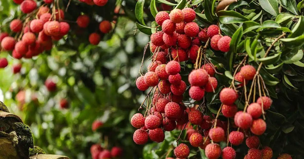 Vải thiều Trung Quốc có loại hơn 1 triệu đồng/kg, thổi lên thành hàng xa xỉ