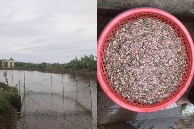 Chủ đầm giăng lưới bắt con nhiều người sợ nhưng là đặc sản đắt tiền, ăn ngon