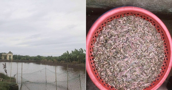 Chủ đầm giăng lưới bắt con nhiều người sợ nhưng là đặc sản đắt tiền, ăn ngon