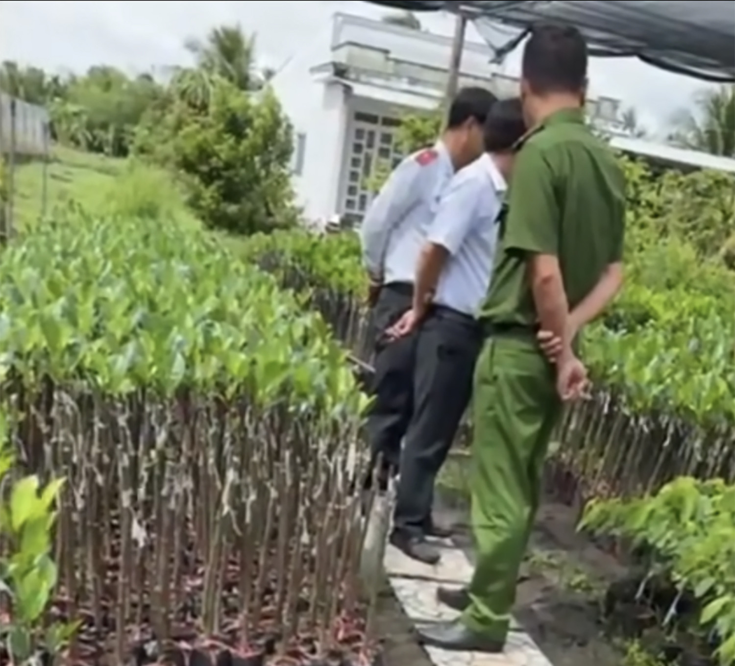 kiểm tra cây giống.jpg