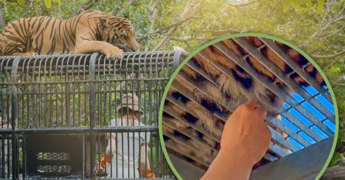 Nhóm du khách liều mình giật lông hổ trong sở thú để lấy may