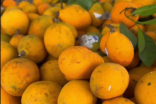 Quả lạ ở An Giang được ví như măng cụt rừng, dầm đường ăn giải nhiệt rất ngon