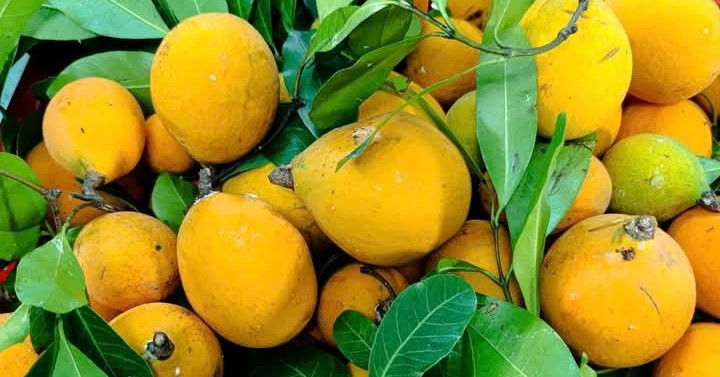 Quả lạ ở An Giang được ví như măng cụt rừng, dầm đường ăn giải nhiệt rất ngon