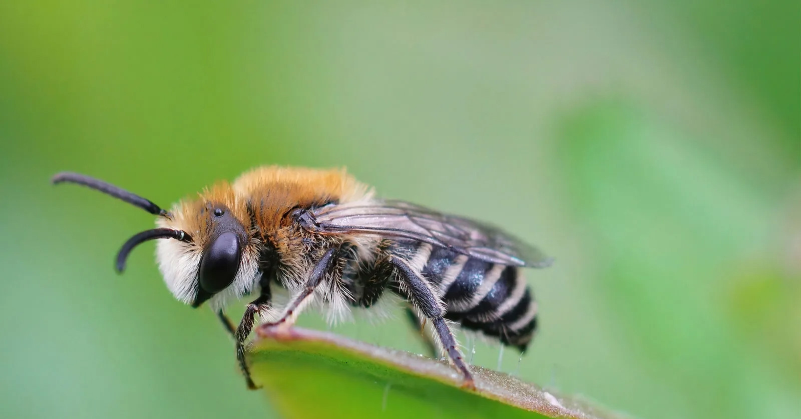 Tỷ phú tử vong sau khi nuốt 1 con ong, bác sĩ lý giải điều bí ẩn