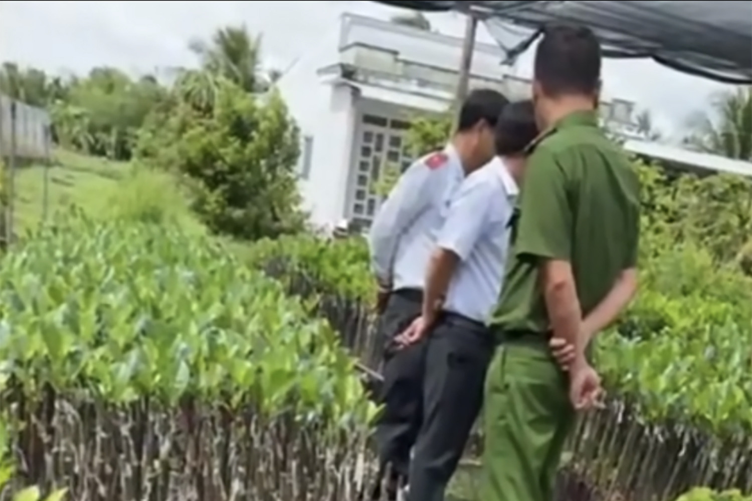 Vụ hỏi ‘chứng chỉ ghép cây' ở Hậu Giang, lãnh đạo Sở Nông nghiệp và Môi trường nói gì?