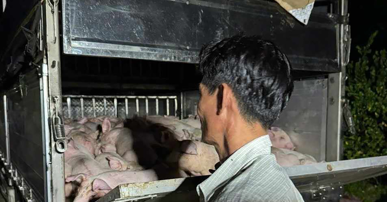 Xe chở 120 con heo không giấy kiểm dịch đưa vào Bạc Liêu tiêu thụ