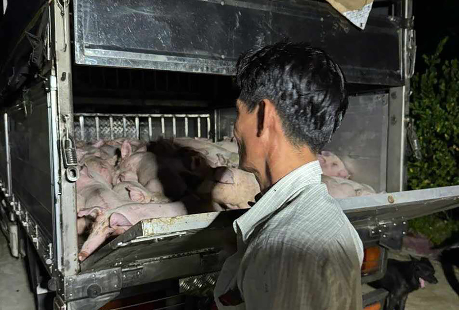 xe chở heo.jpg